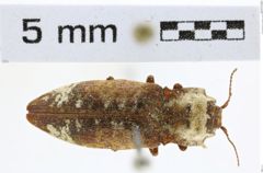 Foto (Dorsalansicht) von Agrypnus ornatus (NHMW-ZOO-COL-0008120)